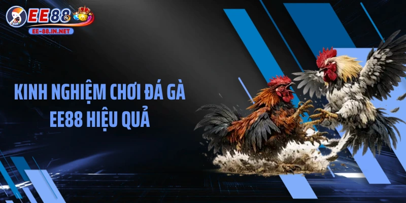Kinh nghiệm chơi đá gà EE88 hiệu quả